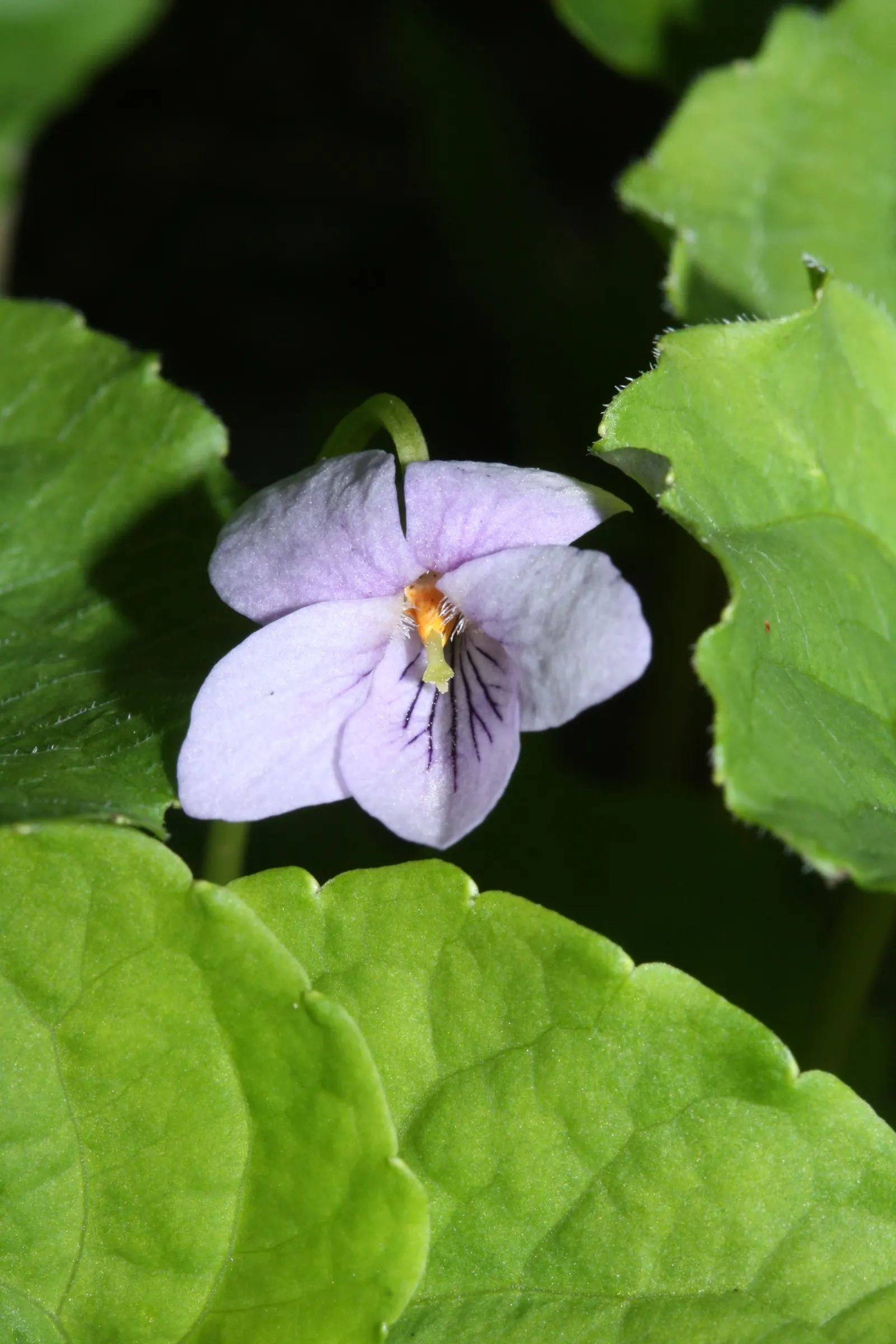 Dog Violet (Viola Adunca) — The Dog Violet (Viola adunca); it showcases vibrant, deep blue-to-violet flowers, each spanning roughly 0.5 inches across