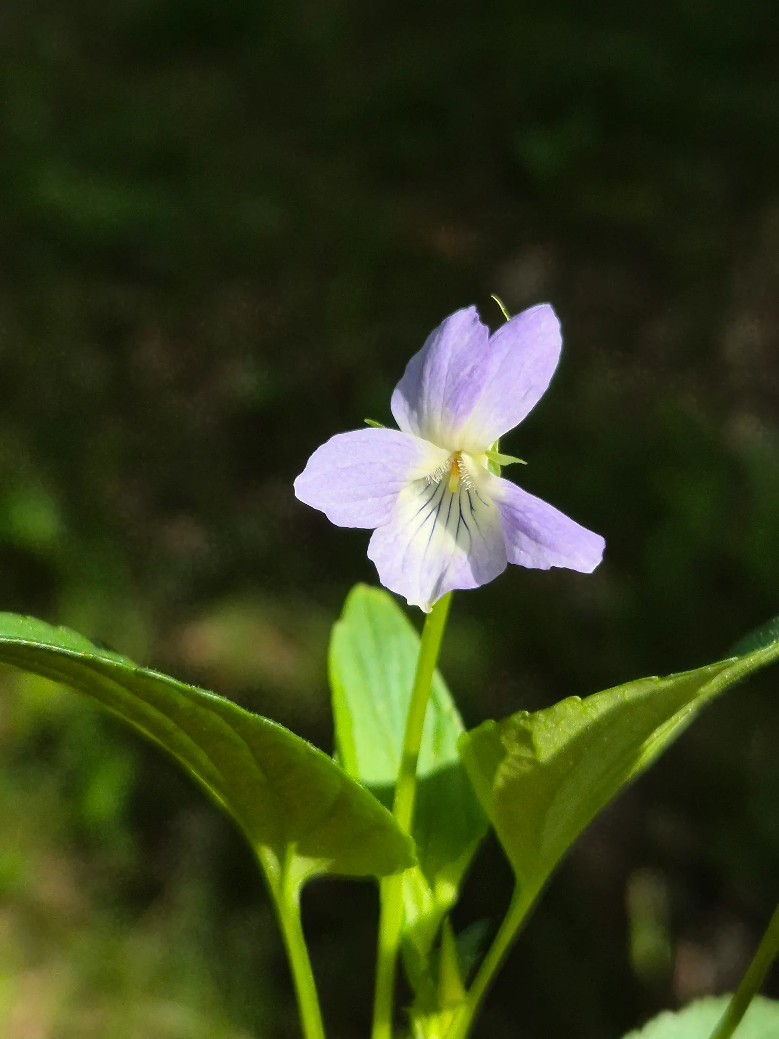 Dog Violet (Viola Adunca) — This North American native typically blooms from late spring to early summer; with its blossoms providing subtle, image 109
