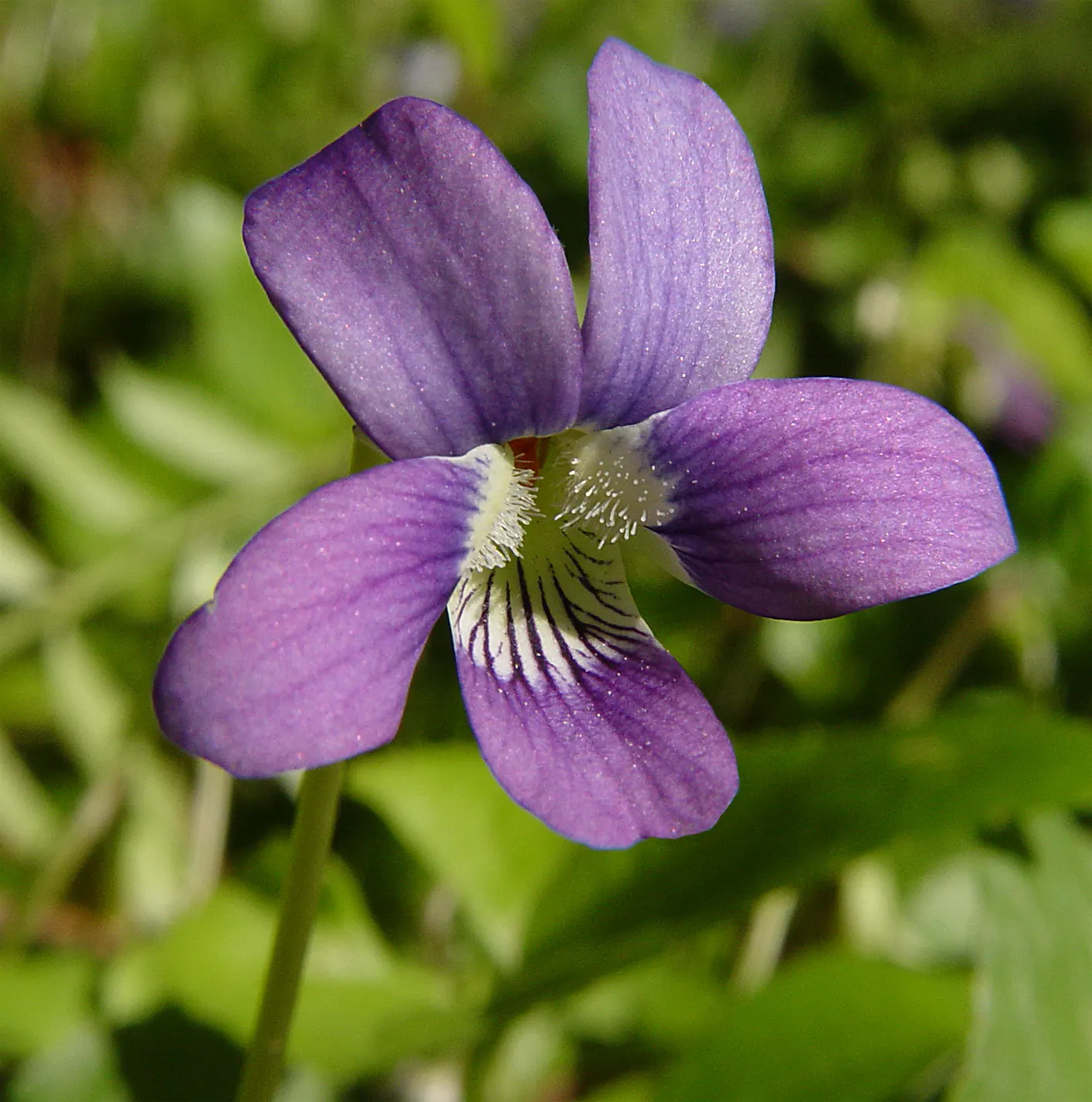 Dog Violet (Viola Adunca) — blue flowers in the garden; the Dog Violet (Viola adunca), image 73