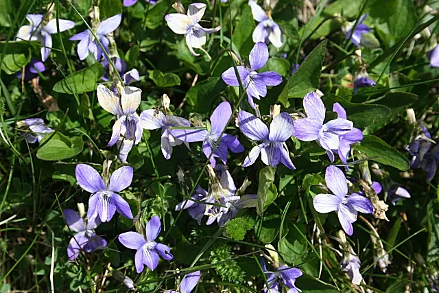 Dog Violet (Viola Adunca) — to a garden tapestry.<br><br>Adaptable to a range of conditions