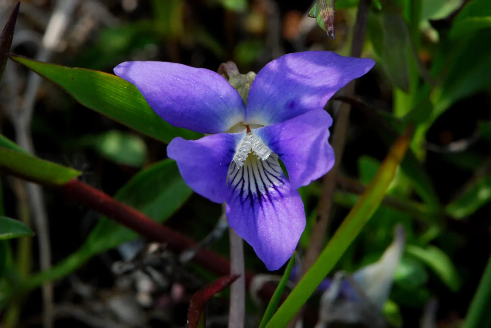 Dog Violet (Viola Adunca) — roughly about 0.25 to 0.5 inches in diameter; ground cover / perennial with blue blooms, image 86