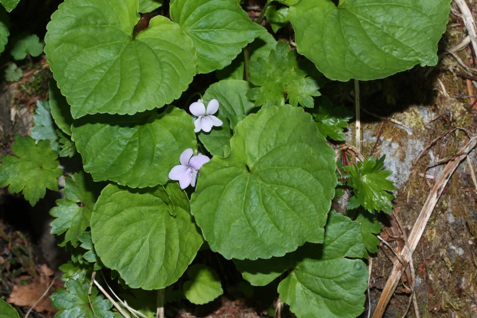 Dog Violet (Viola Adunca) — ground cover / perennial with blue blooms