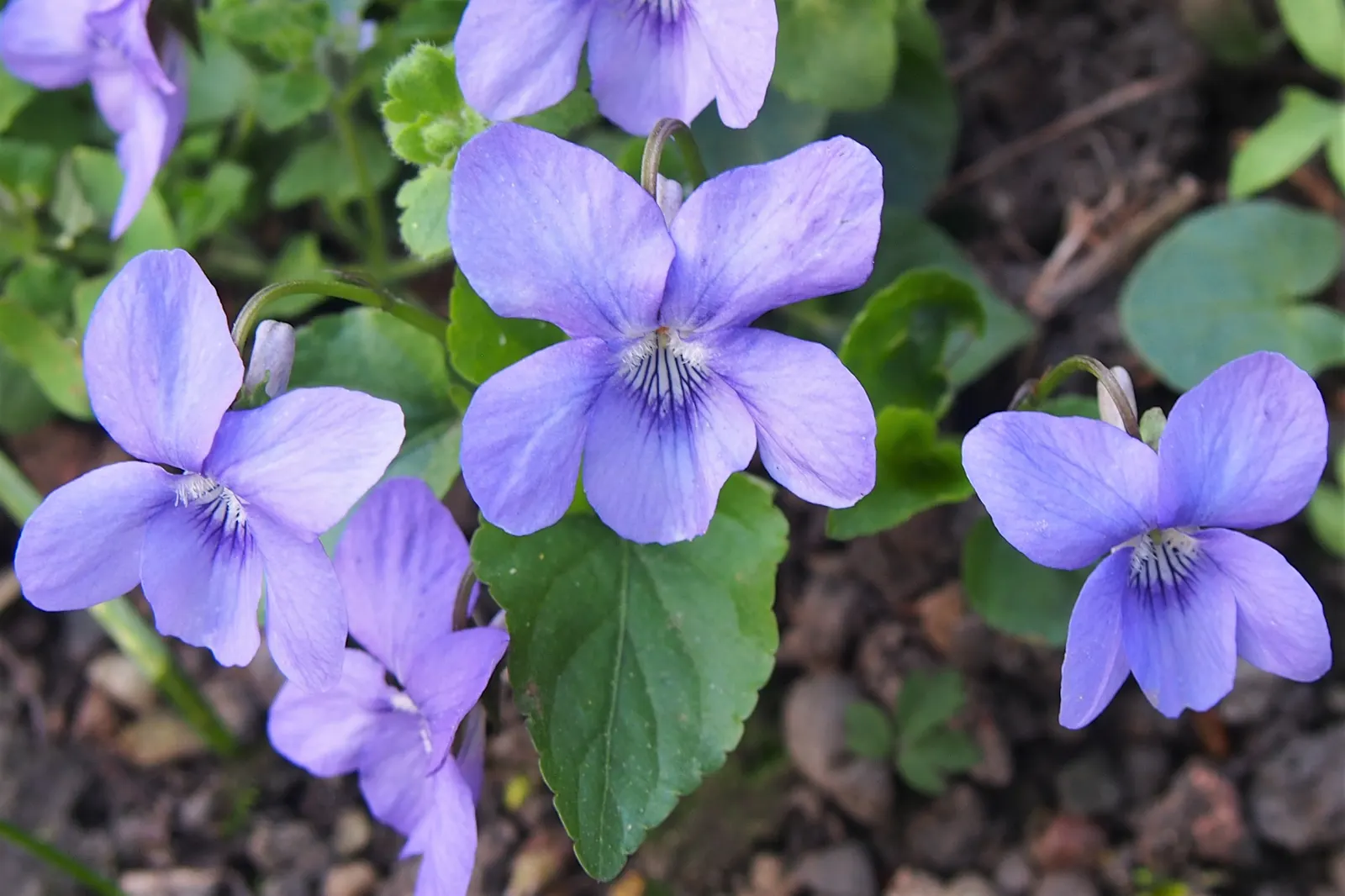 Dog Violet (Viola Adunca) — Preferring well-drained soil