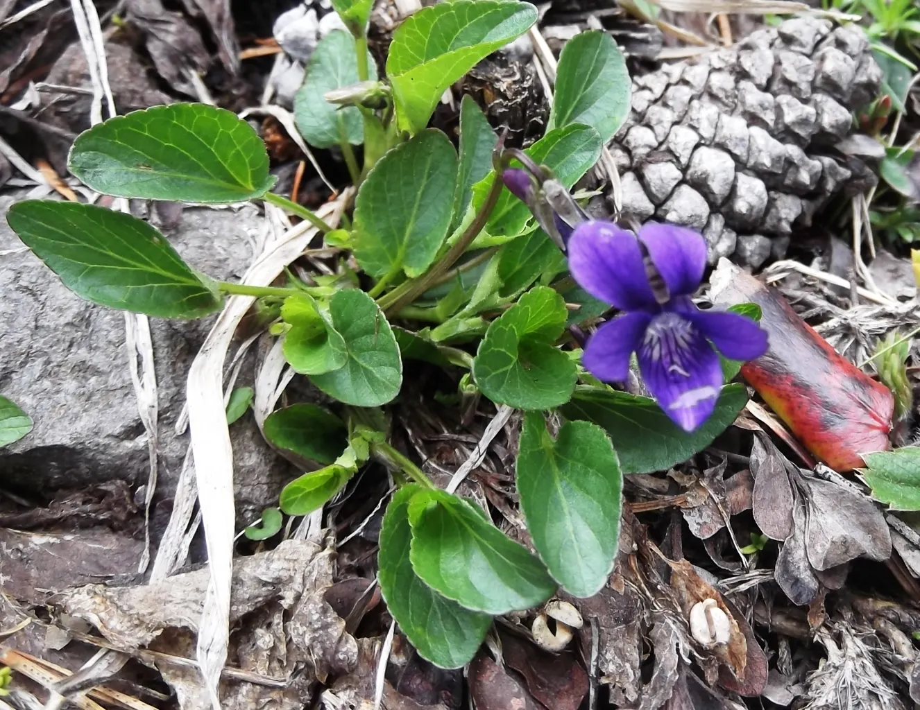 Dog Violet (Viola Adunca) — reaching a mature height of 2-4 inches with a similar spread; preferring well-drained soil, image 56