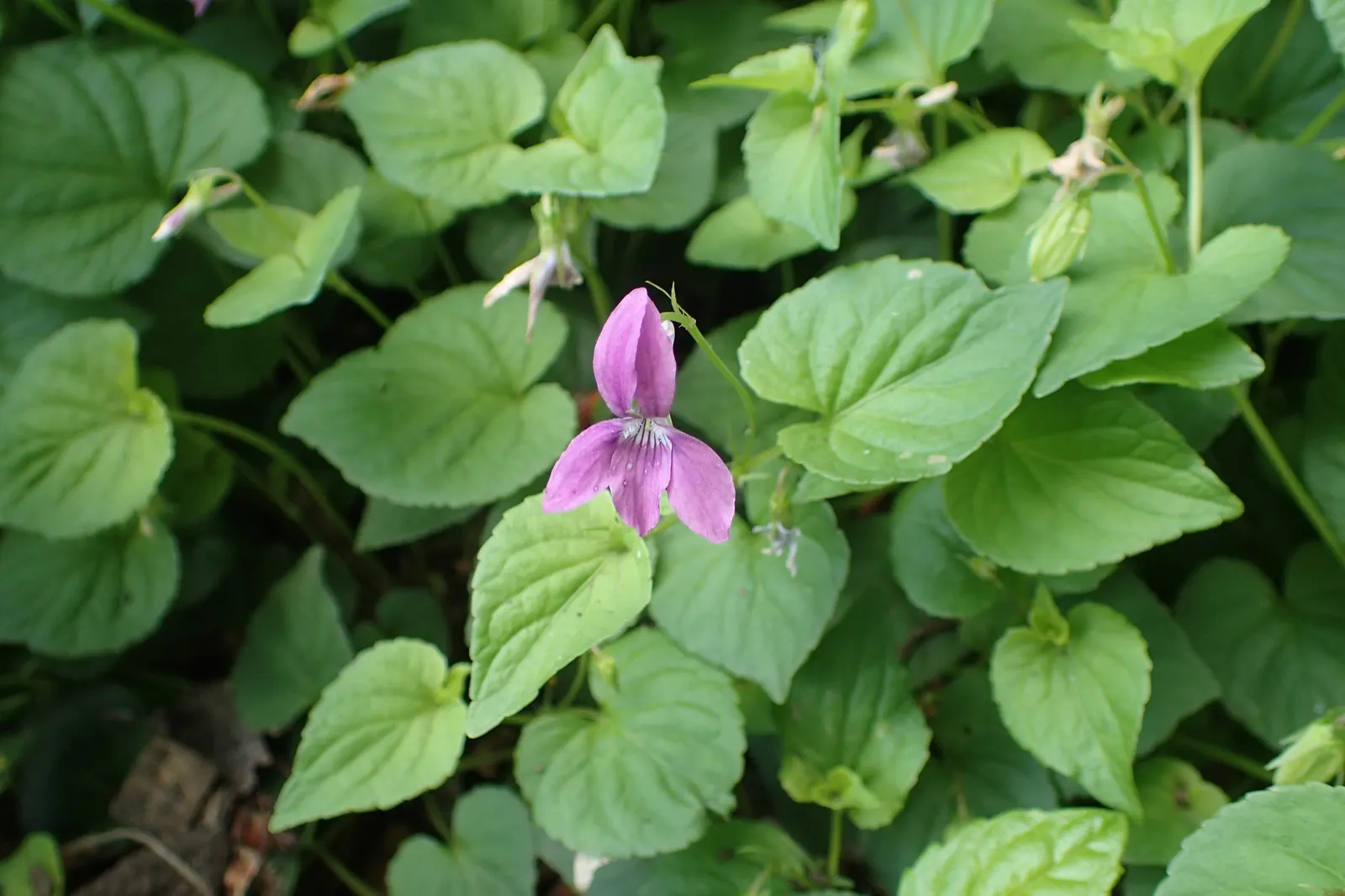 Dog Violet (Viola Adunca) — It is relatively low-maintenance, seldom bothered by pests or diseases; <br><br>Its foliage is lance-shaped and medium, image 146