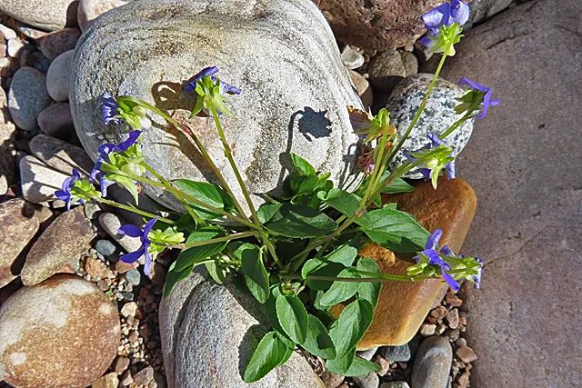 Dog Violet (Viola Adunca) — to a garden tapestry.<br><br>Adaptable to a range of conditions; reaching a mature height of 2-4 inches with a similar, image 162