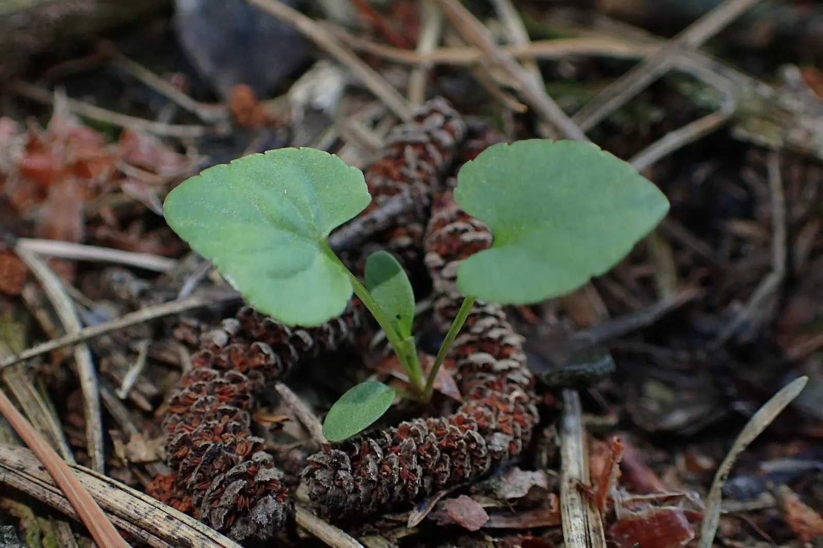 Dog Violet (Viola Adunca) — Preferring well-drained soils