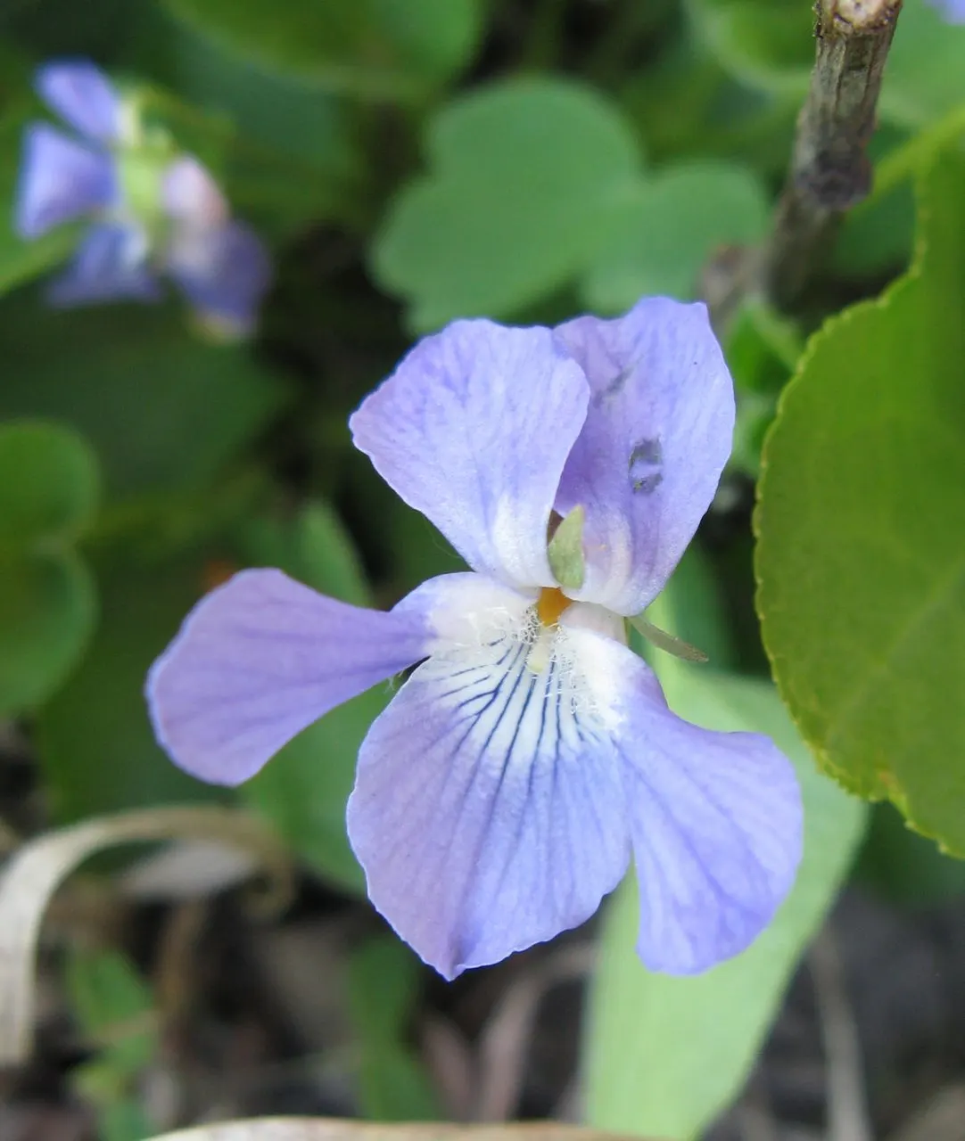 Dog Violet (Viola Adunca) — roughly about 0.25 to 0.5 inches in diameter; ground cover / perennial with blue blooms, image 111