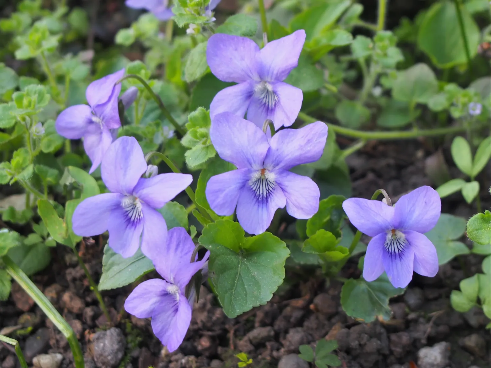 Dog Violet (Viola Adunca) — It is relatively low-maintenance, seldom bothered by pests or diseases