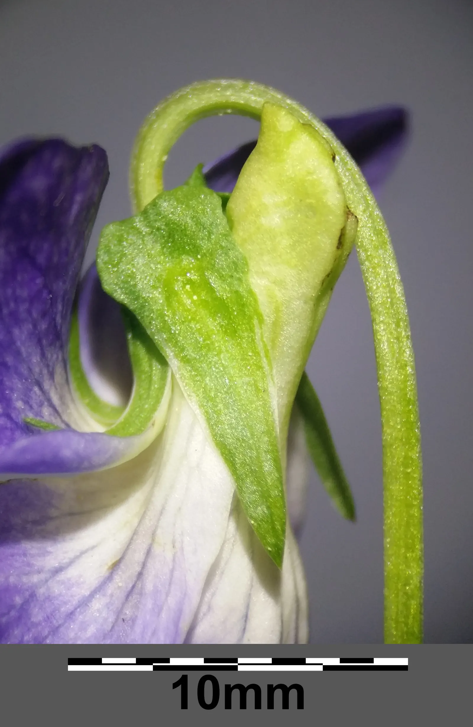 Dog Violet (Viola Adunca) — offering a naturalized look when grown en masse; this North American native typically blooms from late spring to early, image 91
