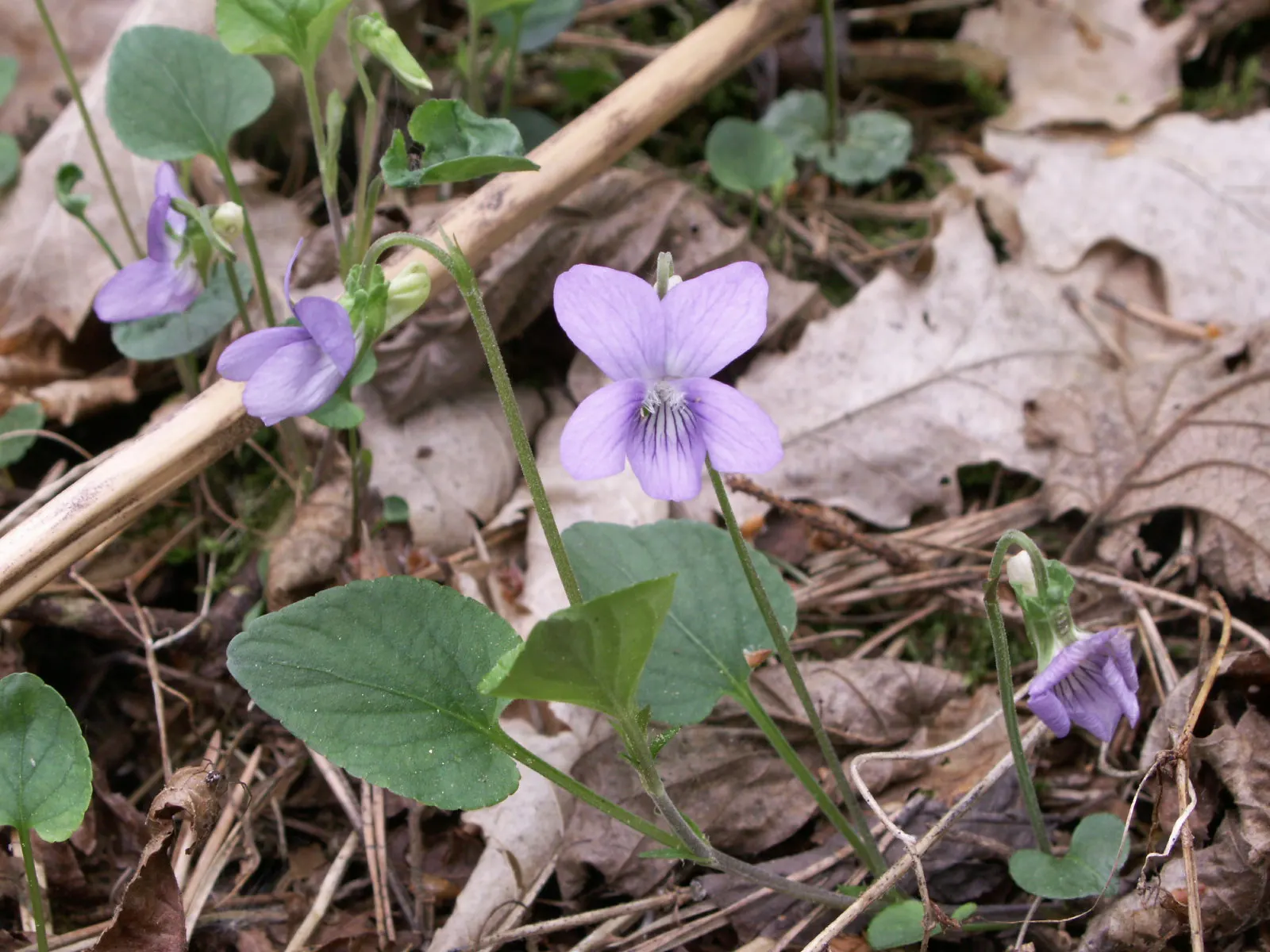 Dog Violet (Viola Adunca) — This North American native typically blooms from late spring to early summer; with its blossoms providing subtle, image 59