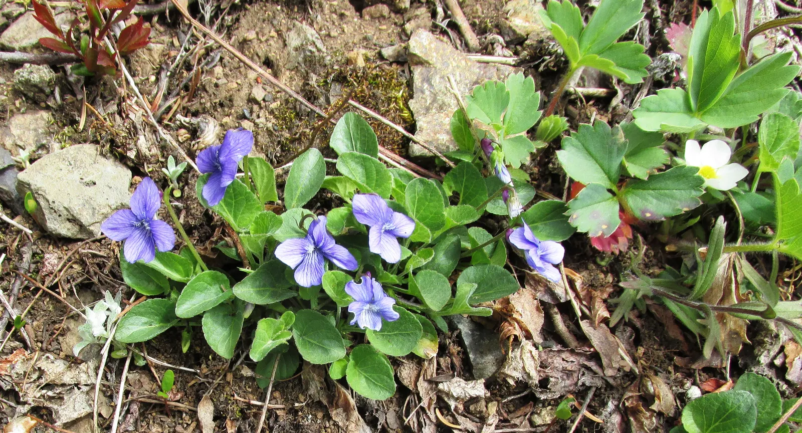 Dog Violet (Viola Adunca) — reaching a mature height of 2-4 inches with a similar spread; preferring well-drained soil, image 81