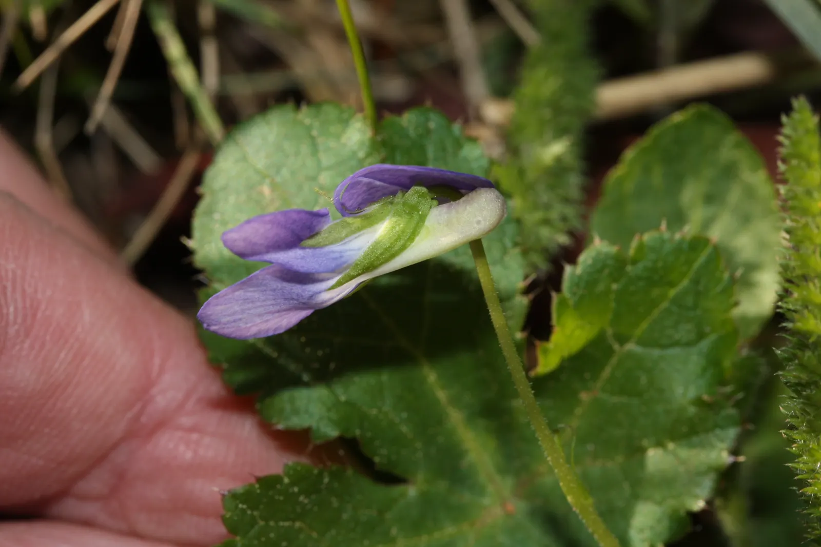 Dog Violet (Viola Adunca) — ground cover / perennial with blue blooms; this plant is ideal for rock gardens or woodland borders, image 124
