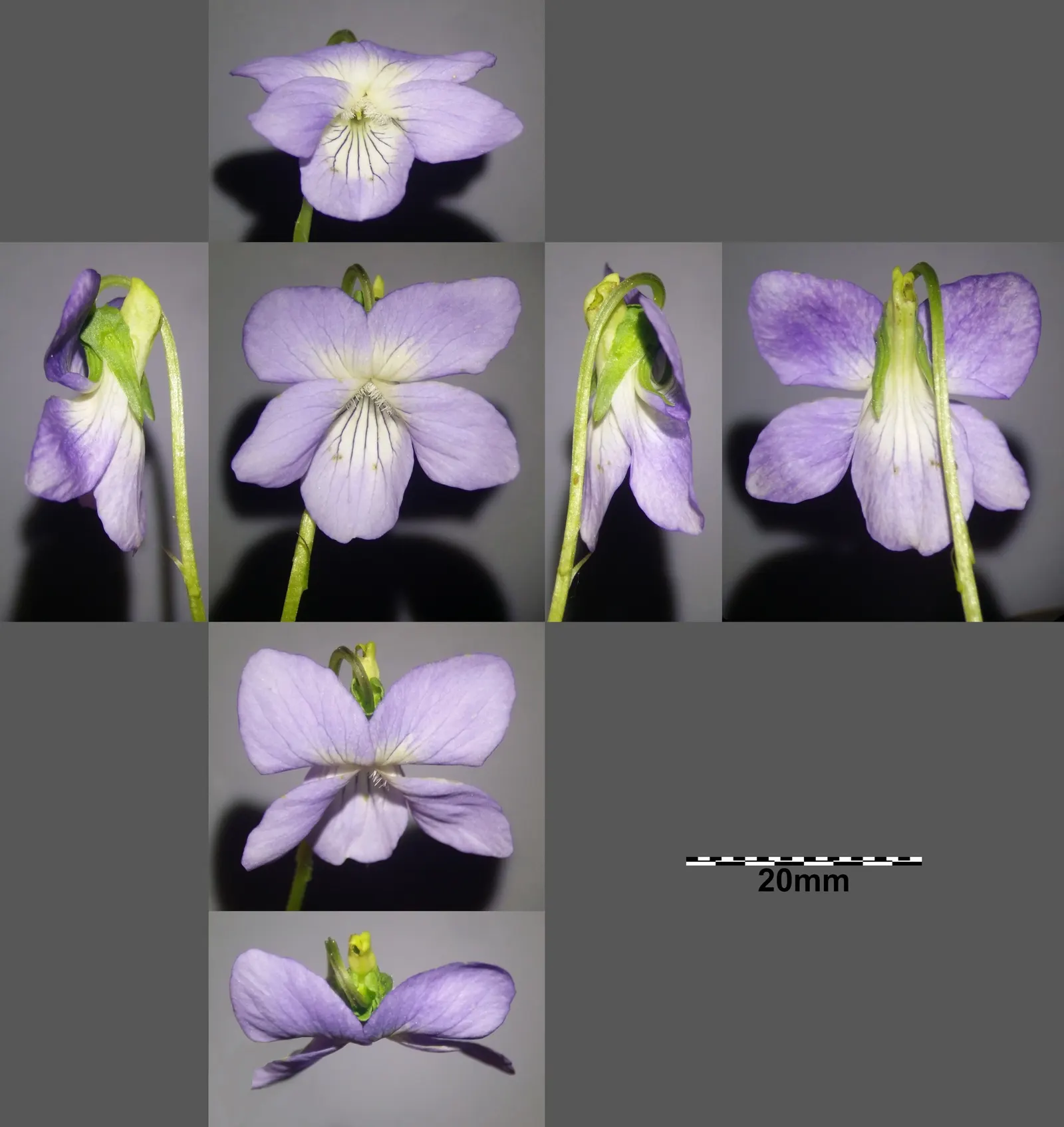 Dog Violet (Viola Adunca) — Viola adunca thrives in USDA hardiness zones 3 through 9