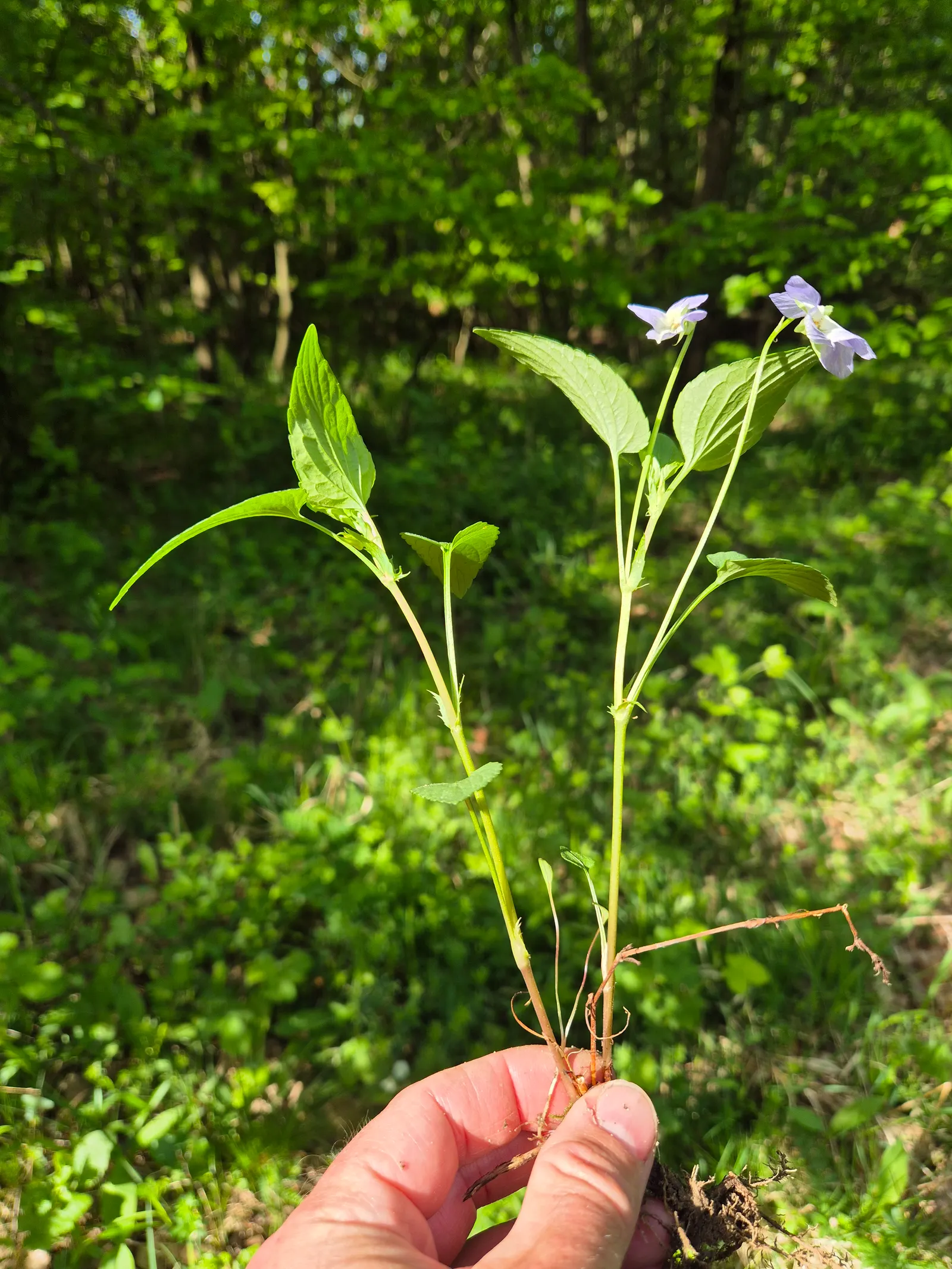 Dog Violet (Viola Adunca) — it thrives in USDA zones 3-7