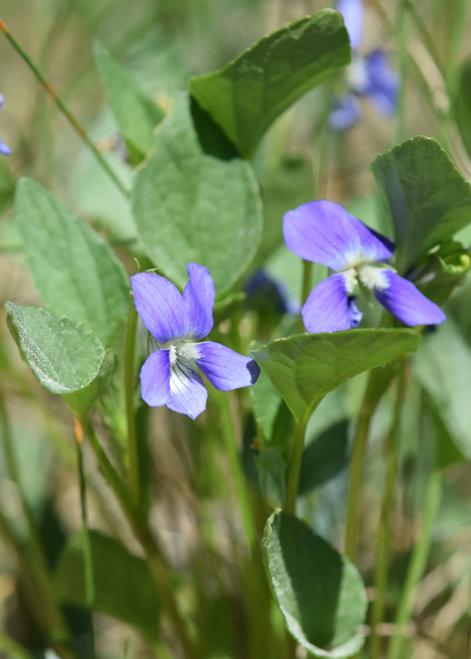 Dog Violet (Viola Adunca) — it thrives in USDA zones 3-7; ideal for woodland gardens, this species offers both aesthetic appeal and support for, image 130