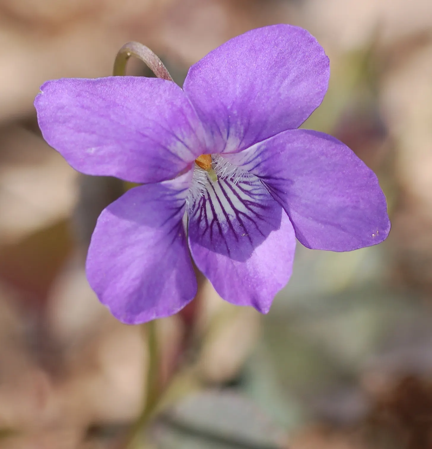 Dog Violet (Viola Adunca) — blue flowers in the garden; the Dog Violet (Viola adunca), image 123