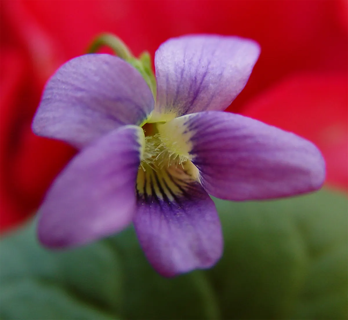 Dog Violet (Viola Adunca) — Ideal for woodland gardens, this species offers both aesthetic appeal and support for local pollinators; it is, image 107