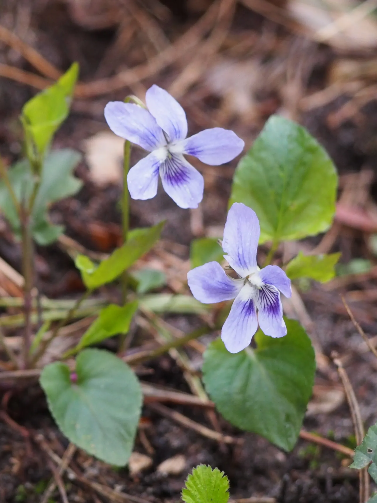 Dog Violet (Viola Adunca) — It grows to a modest height of about 4 to 6 inches with a similar spread; offering a naturalized look when grown en, image 117