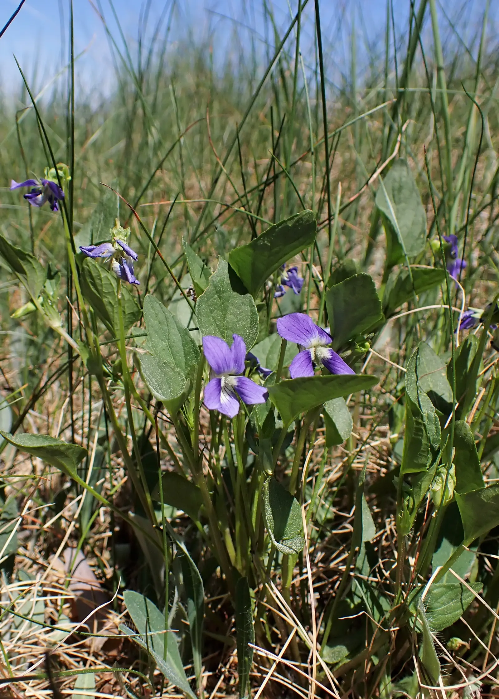 Dog Violet (Viola Adunca) — It showcases vibrant, deep blue-to-violet flowers, each spanning roughly 0.5 inches across; allowing for dense ground, image 153
