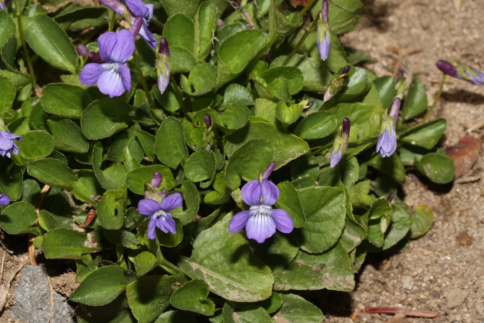 Dog Violet (Viola Adunca) — thereby supporting local biodiversity; commonly called Dog Violet, image 72
