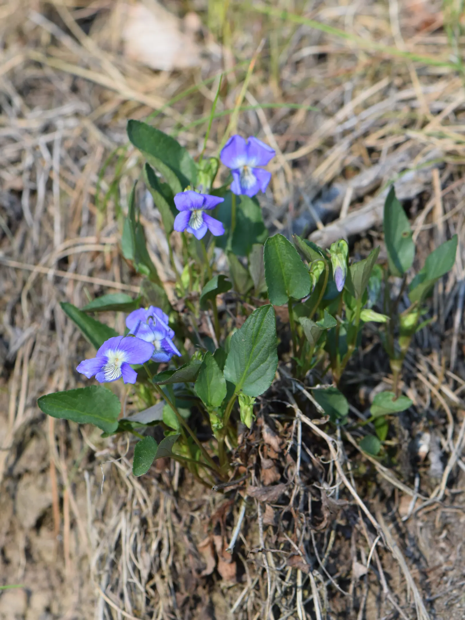 Dog Violet (Viola Adunca) — with its blossoms providing subtle dimensions; it grows to a modest height of about 4 to 6 inches with a similar spread, image 160
