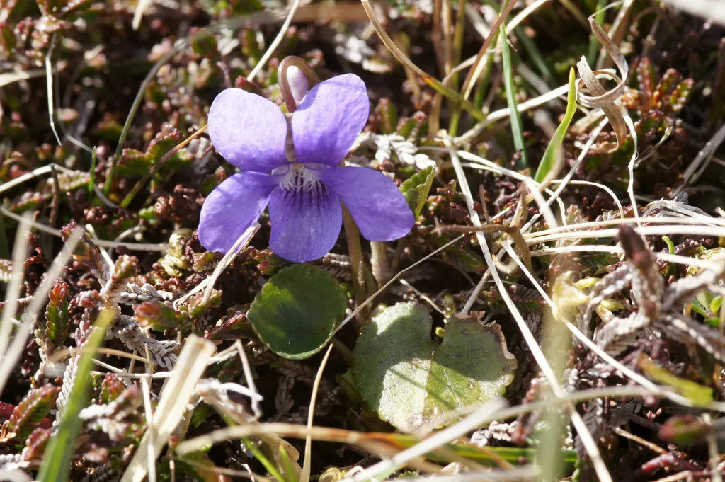 Dog Violet (Viola Adunca) — Preferring well-drained soil; the Dog Violet requires moderate moisture levels; regular watering is recommended, image 114