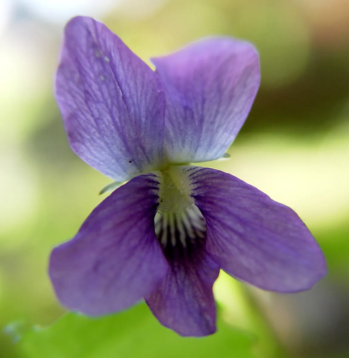 Dog Violet (Viola Adunca) — Viola adunca thrives in USDA hardiness zones 3 through 9, image 88