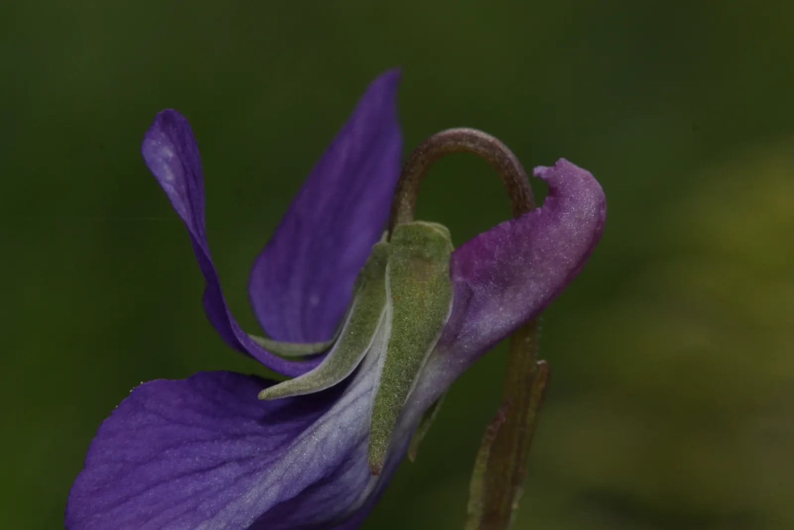 Dog Violet (Viola Adunca) — roughly about 0.25 to 0.5 inches in diameter; ground cover / perennial with blue blooms