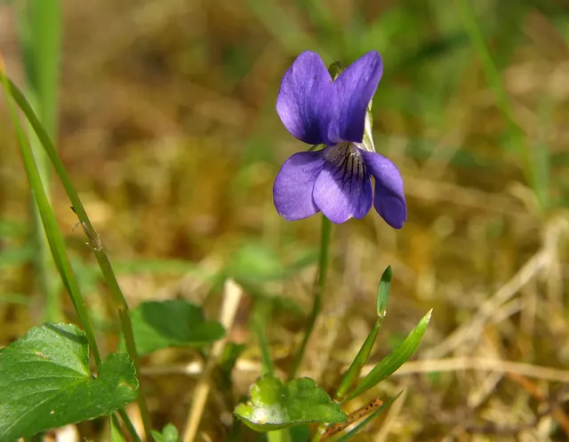 Dog Violet (Viola Adunca) — thereby supporting local biodiversity; commonly called Dog Violet