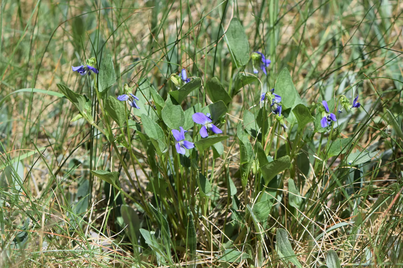 Dog Violet (Viola Adunca) — It is relatively low-maintenance, seldom bothered by pests or diseases; <br><br>Its foliage is lance-shaped and medium, image 121