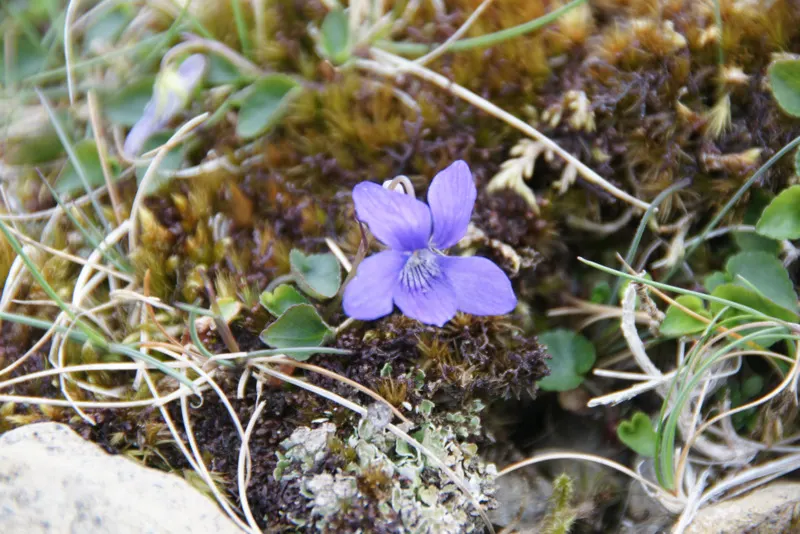 Dog Violet (Viola Adunca) — Preferring well-drained soils; ground cover / perennial for half or shade, image 104