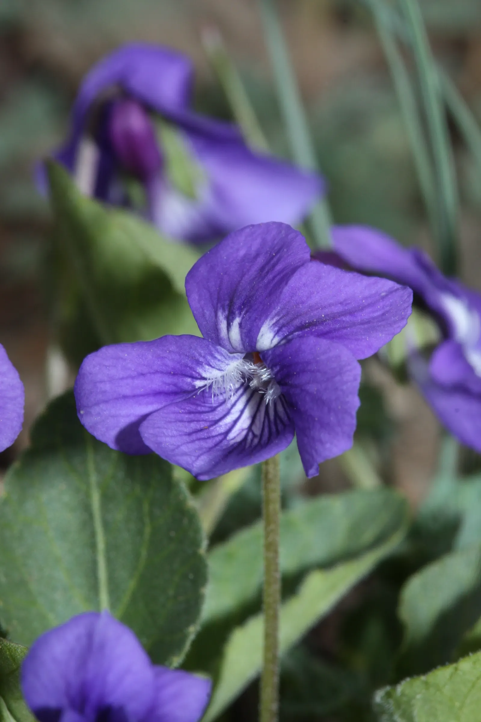 Dog Violet (Viola Adunca) — This North American native typically blooms from late spring to early summer; with its blossoms providing subtle, image 159