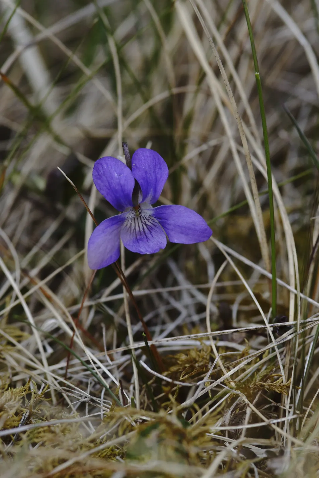 Dog Violet (Viola Adunca) — commonly called Dog Violet; preferring well-drained soils, image 76