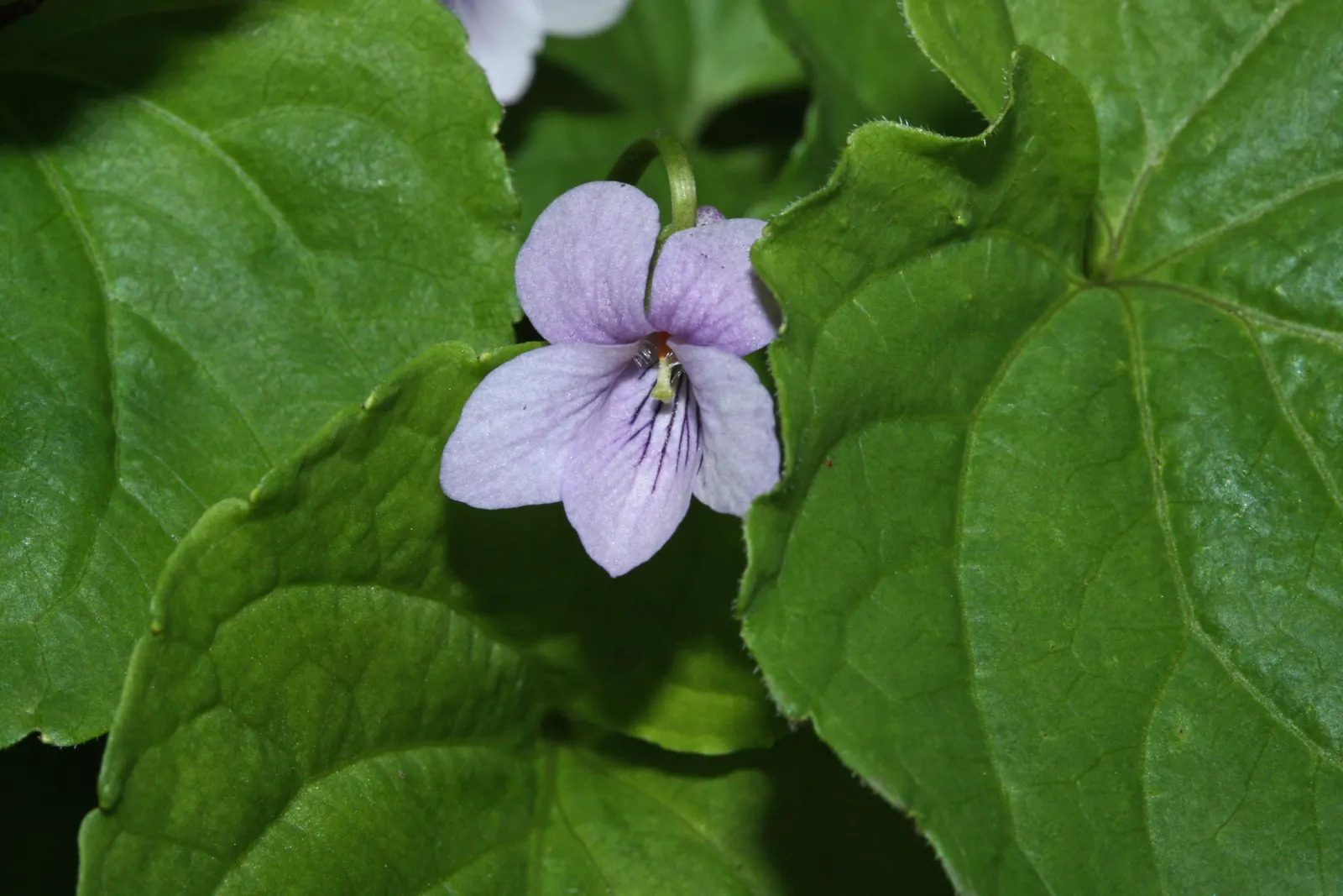 Dog Violet (Viola Adunca) — The Dog Violet requires moderate moisture levels; regular watering is recommended especially in dry periods
