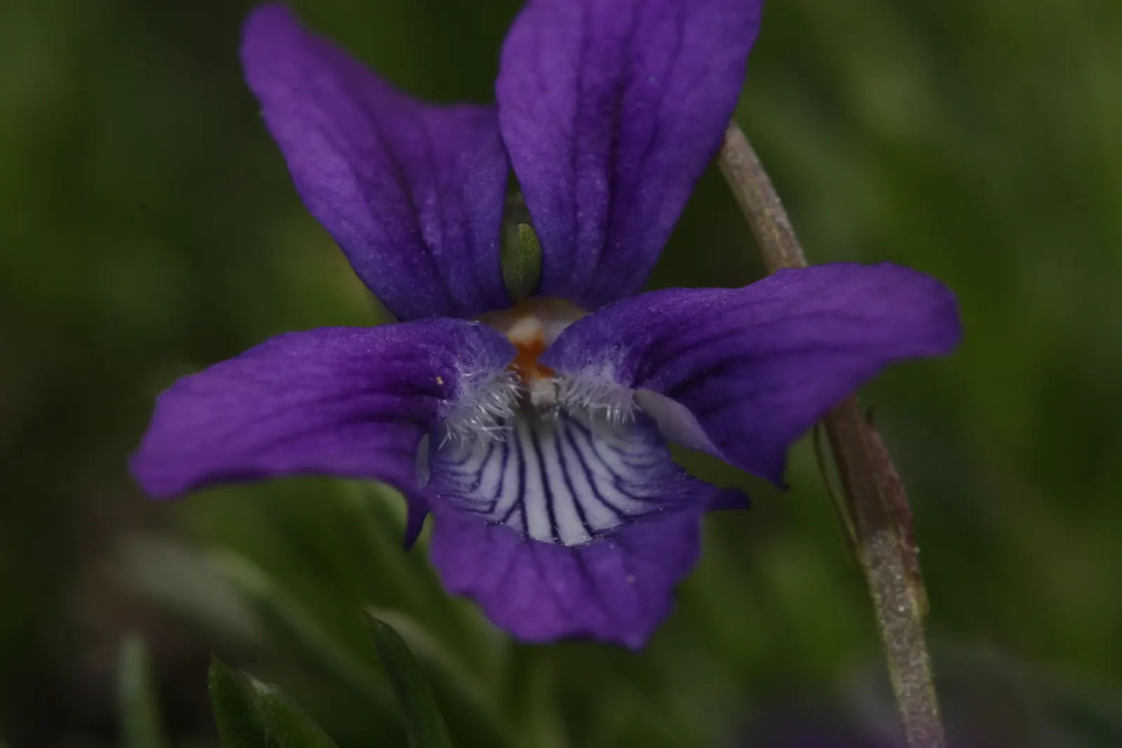 Dog Violet (Viola Adunca) — Ideal for woodland gardens, this species offers both aesthetic appeal and support for local pollinators; it is, image 57