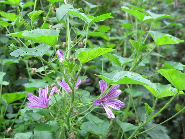 Dog Violet (Viola Adunca) — with its blossoms providing subtle dimensions; it grows to a modest height of about 4 to 6 inches with a similar spread