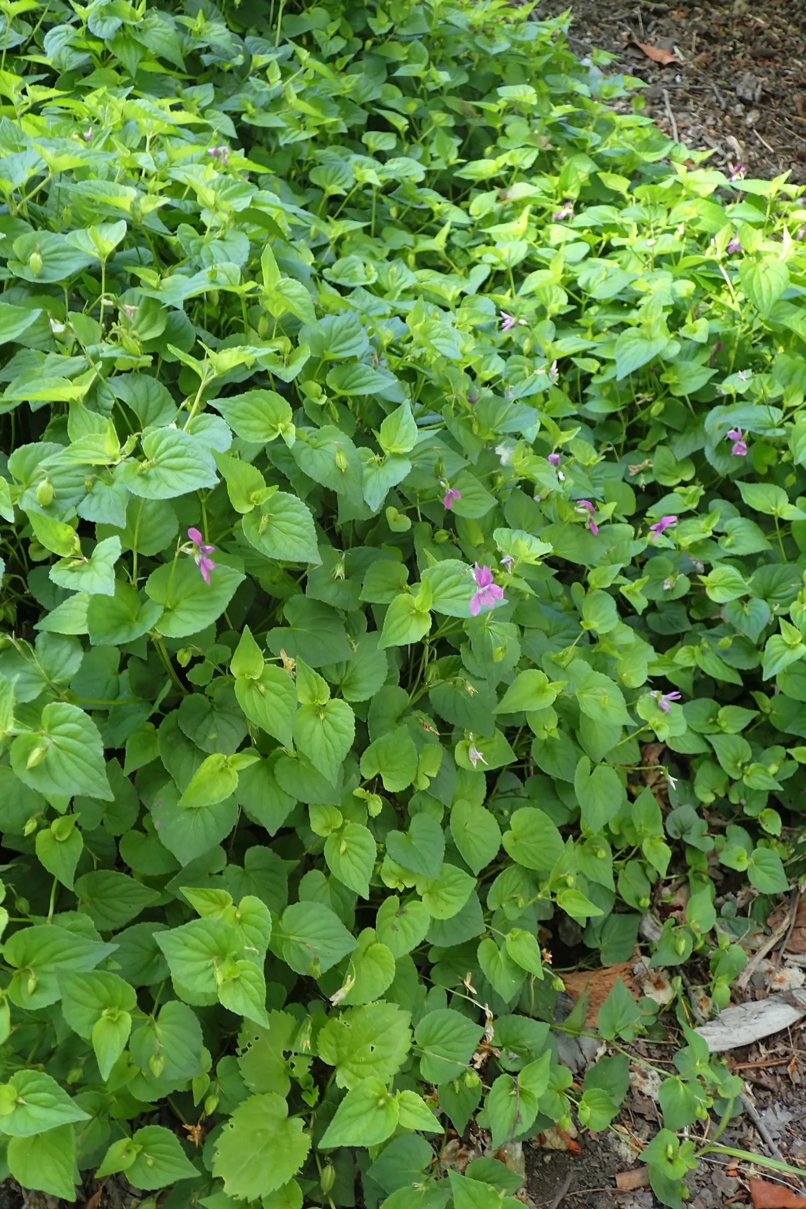 Dog Violet (Viola Adunca) — it thrives in USDA zones 3-7; ideal for woodland gardens, this species offers both aesthetic appeal and support for, image 105
