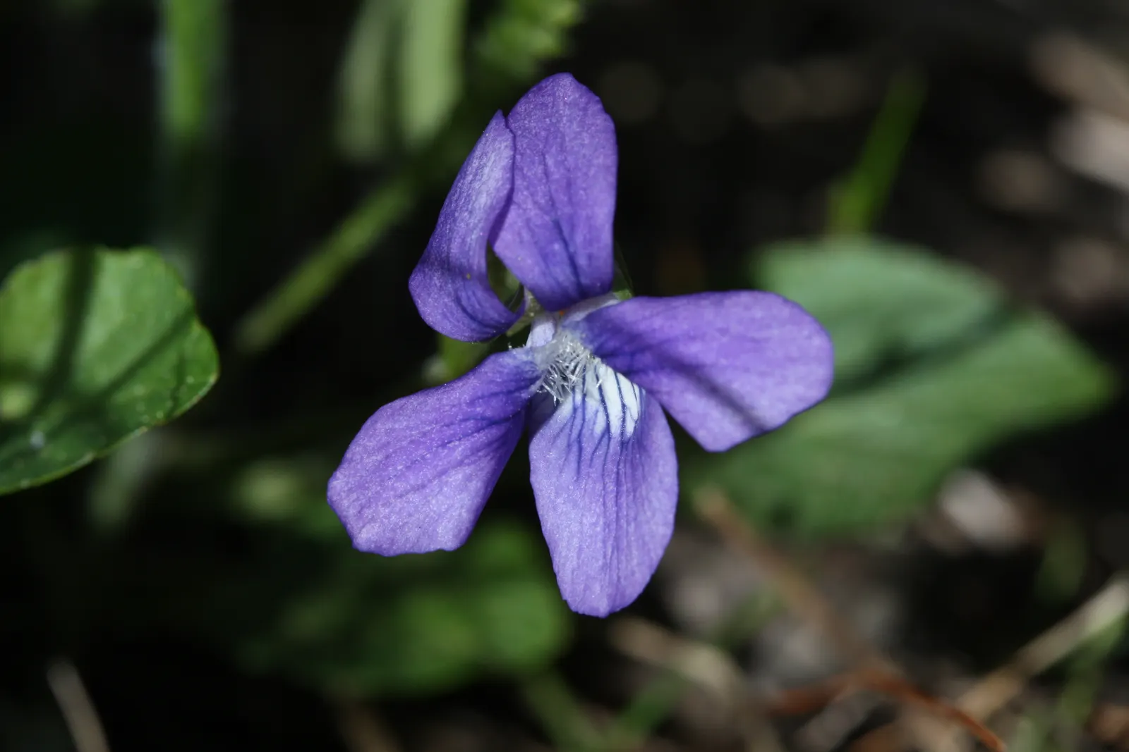 Dog Violet (Viola Adunca) — The Dog Violet (Viola adunca)