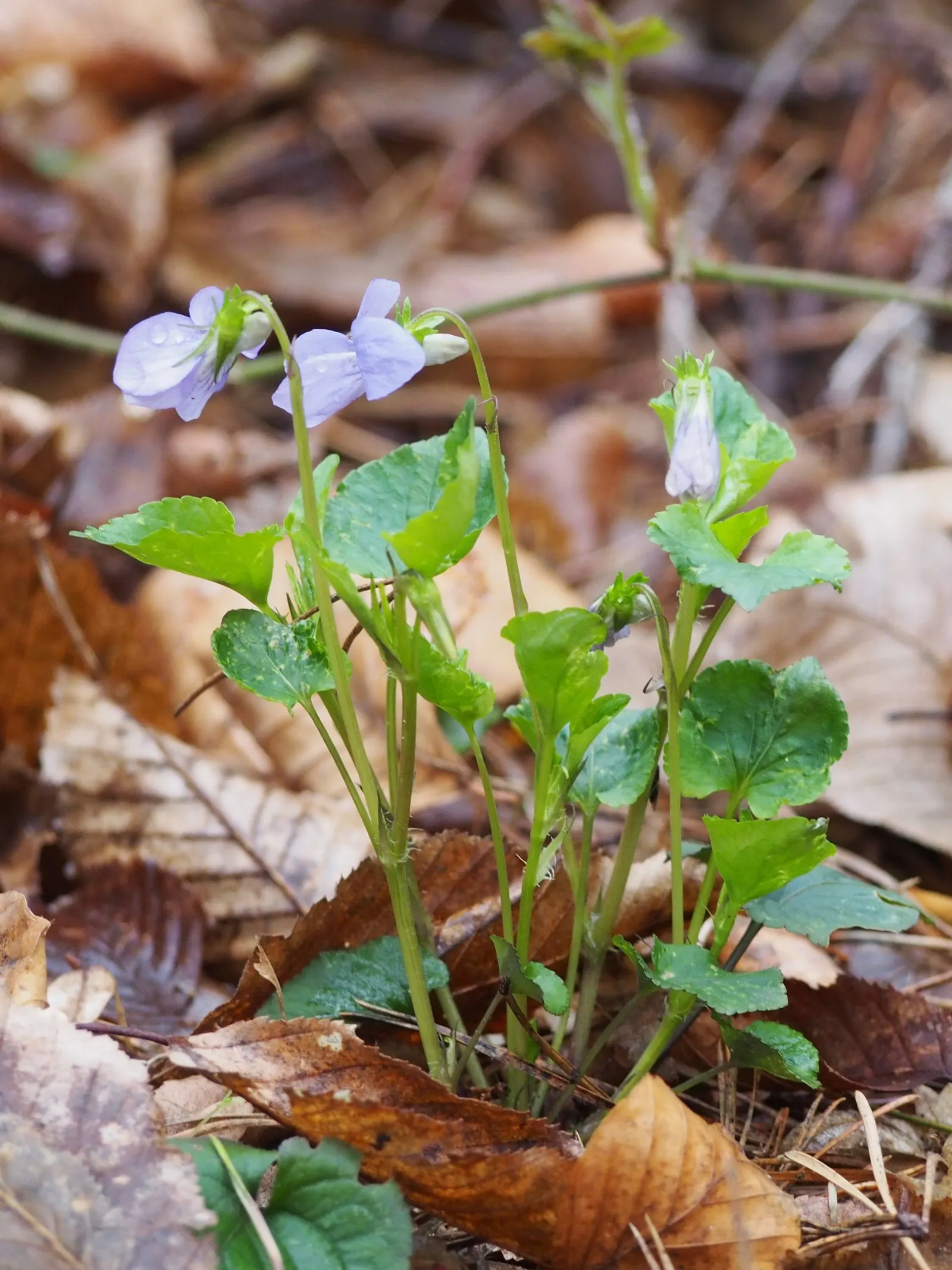 Dog Violet (Viola Adunca) — this plant is ideal for rock gardens or woodland borders; is a low-lying perennial favored for its resilient nature and, image 140