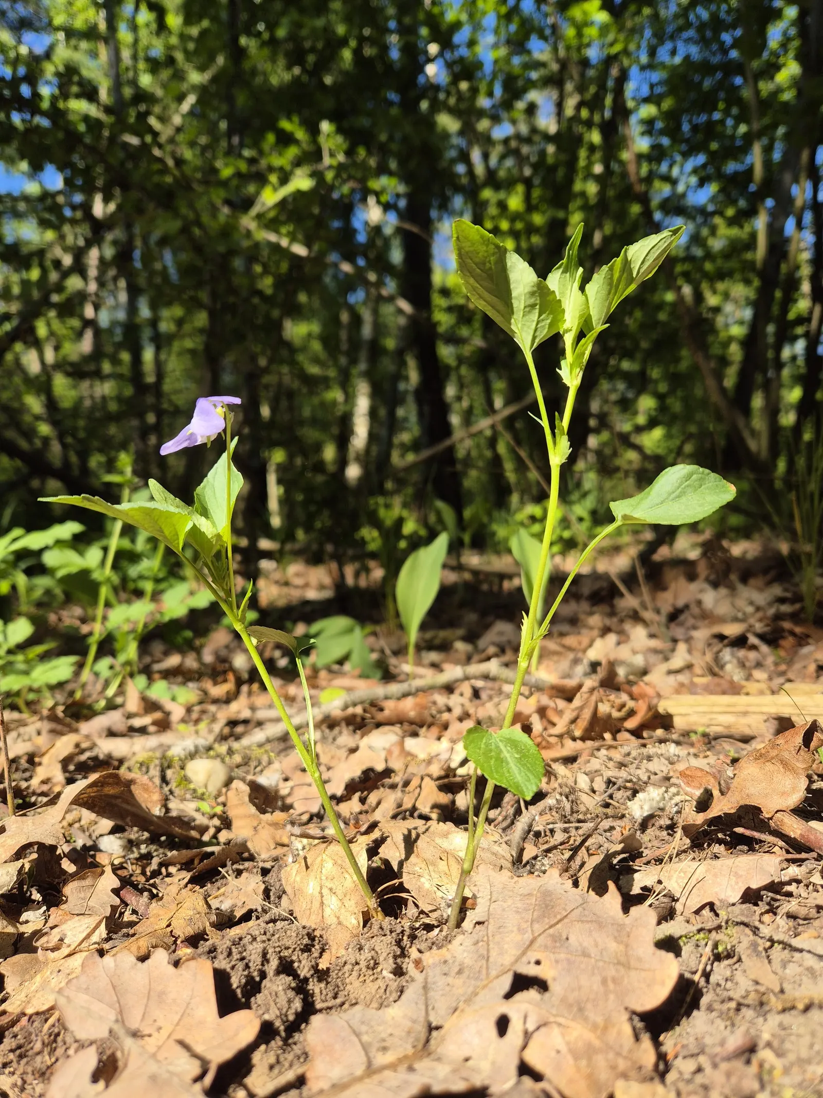 Dog Violet (Viola Adunca) — This North American native typically blooms from late spring to early summer; with its blossoms providing subtle, image 134