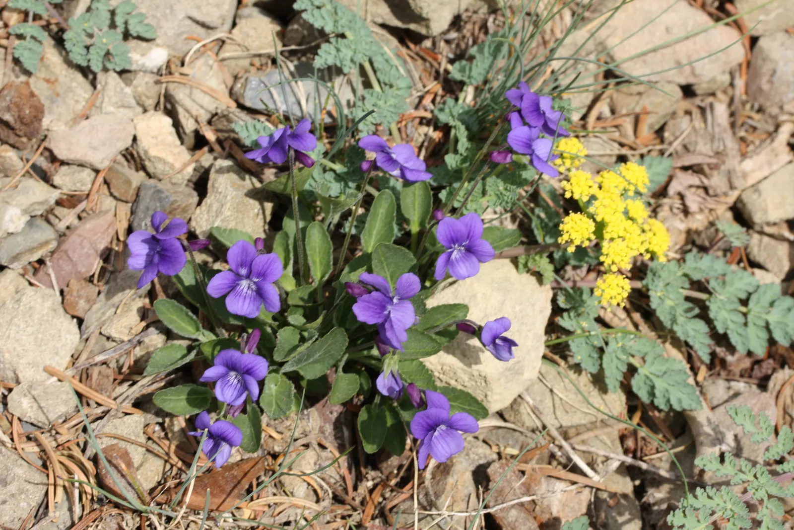Dog Violet (Viola Adunca) — commonly called Dog Violet; preferring well-drained soils, image 126