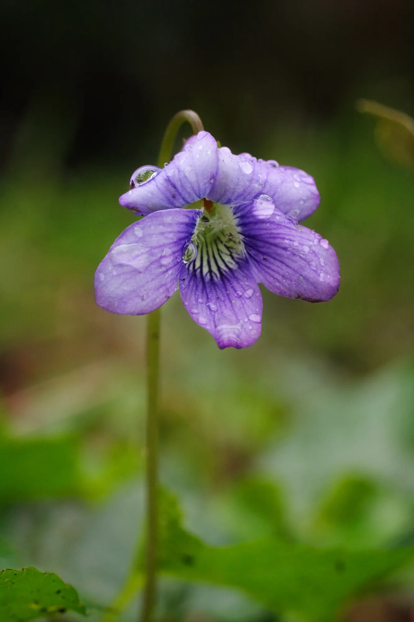 Dog Violet (Viola Adunca) — Preferring well-drained soil; the Dog Violet requires moderate moisture levels; regular watering is recommended, image 64