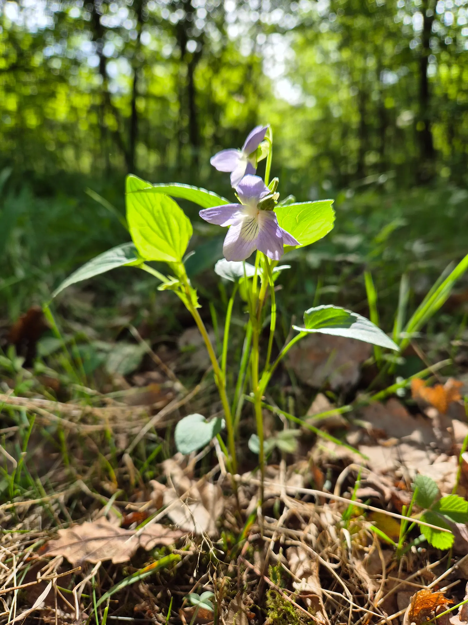 Dog Violet (Viola Adunca) — offering a naturalized look when grown en masse; this North American native typically blooms from late spring to early, image 66