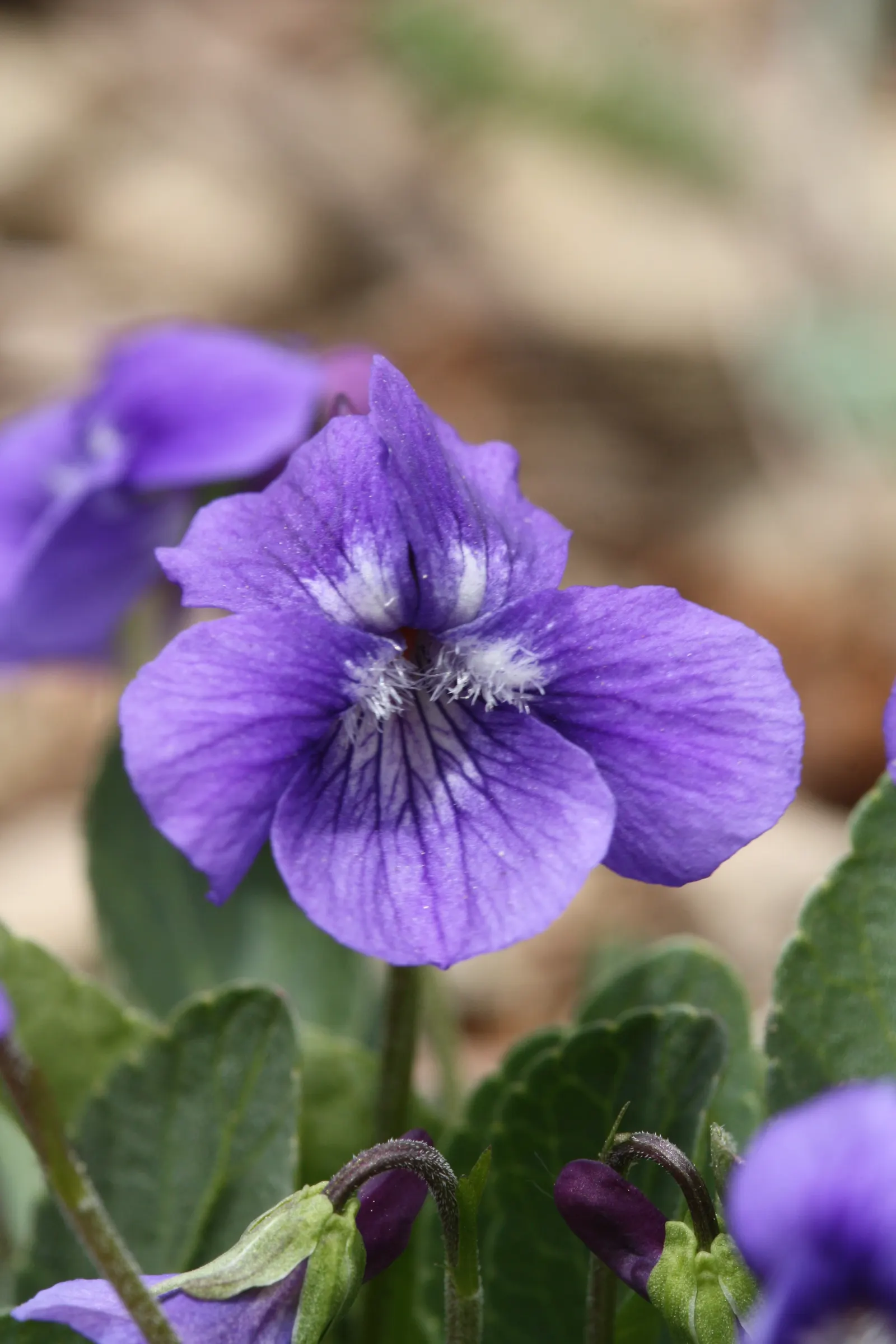 Dog Violet (Viola Adunca) — blue flowers in the garden