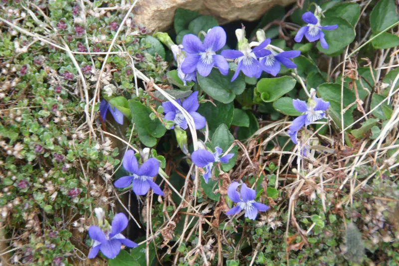 Dog Violet (Viola Adunca) — It showcases vibrant, deep blue-to-violet flowers, each spanning roughly 0.5 inches across; allowing for dense ground, image 53