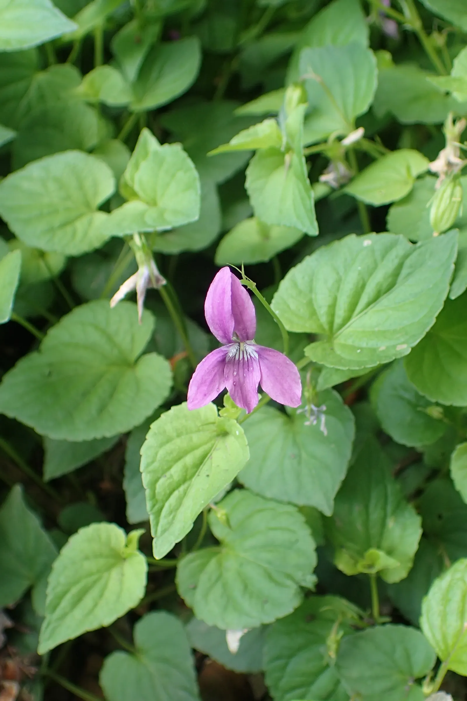 Dog Violet (Viola Adunca) — ground cover / perennial for half or shade; thereby supporting local biodiversity, image 125
