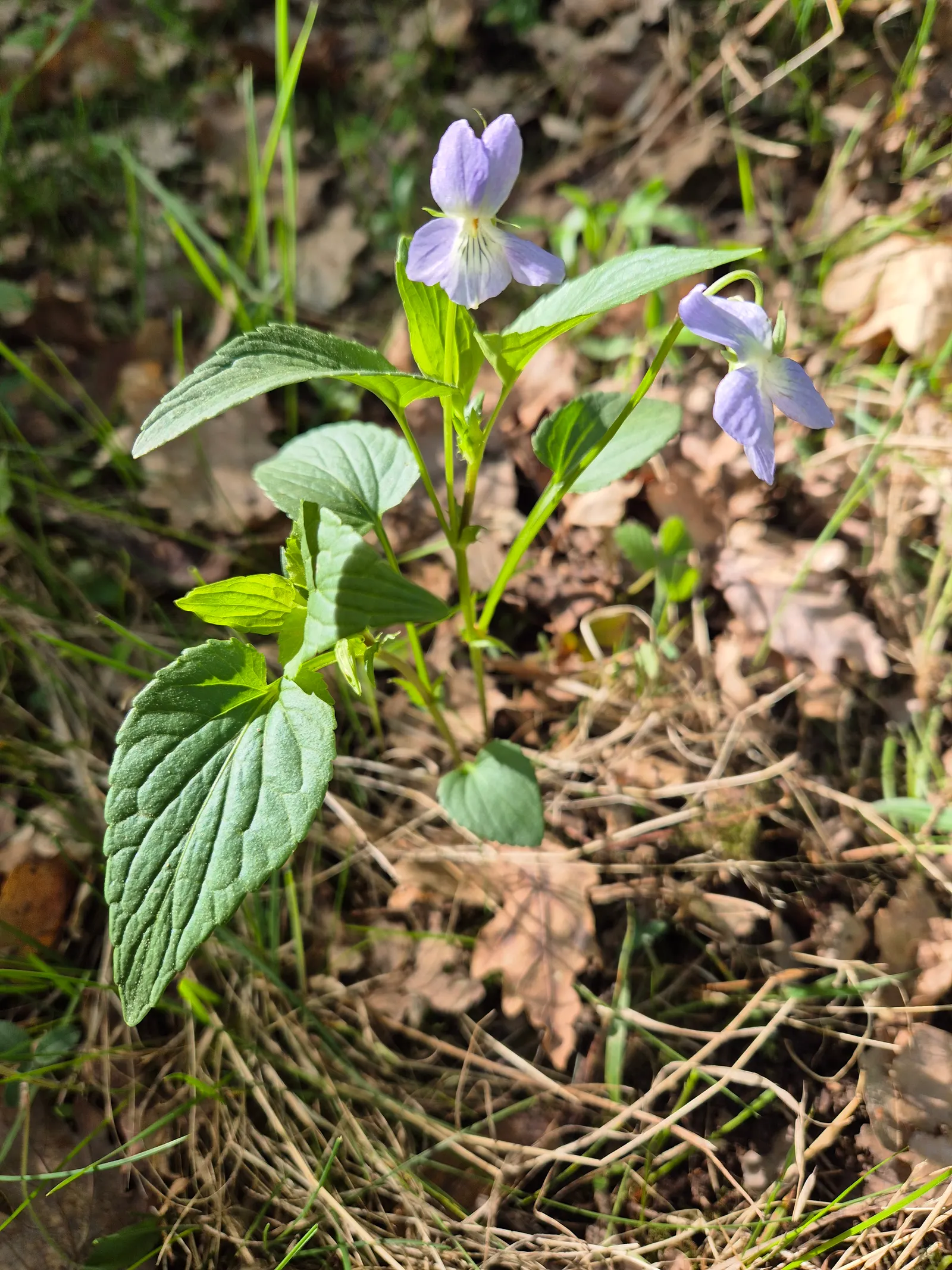 Dog Violet (Viola Adunca) — with its blossoms providing subtle dimensions; it grows to a modest height of about 4 to 6 inches with a similar spread, image 60