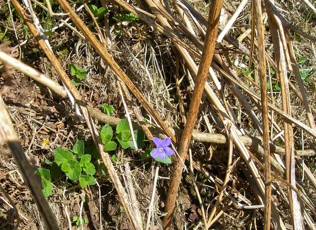 Dog Violet (Viola Adunca) — It grows to a modest height of about 4 to 6 inches with a similar spread; offering a naturalized look when grown en, image 67