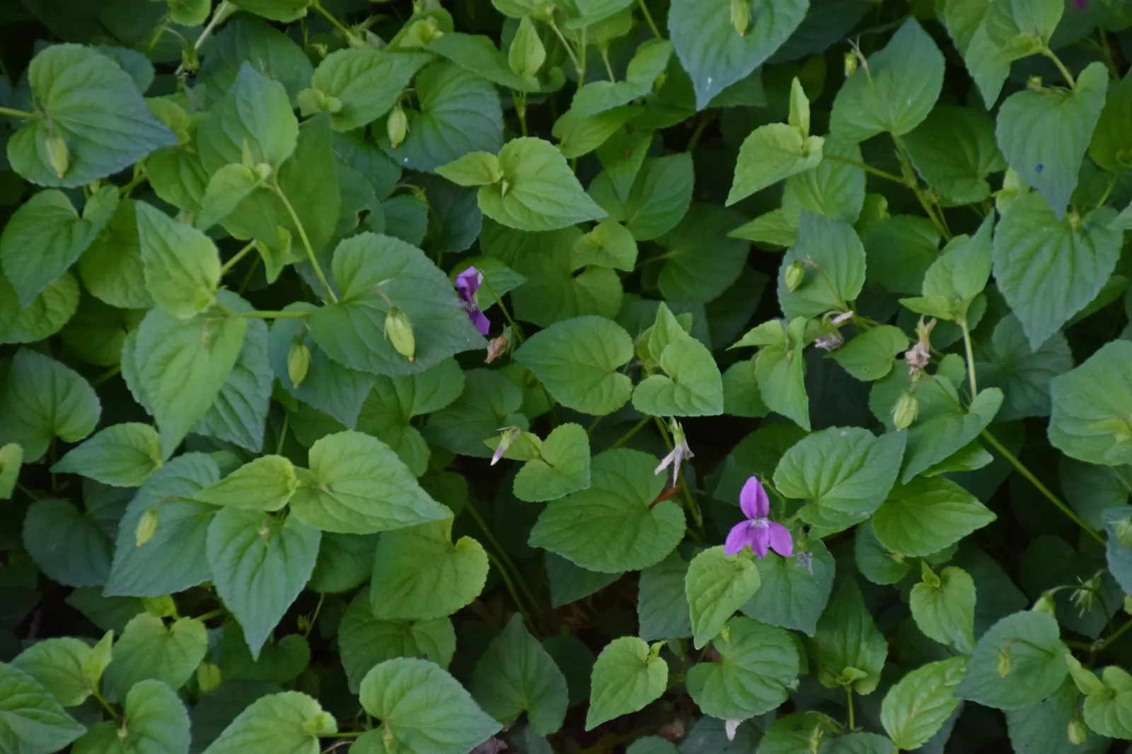 Dog Violet (Viola Adunca) — blue flowers in the garden; the Dog Violet (Viola adunca), image 148